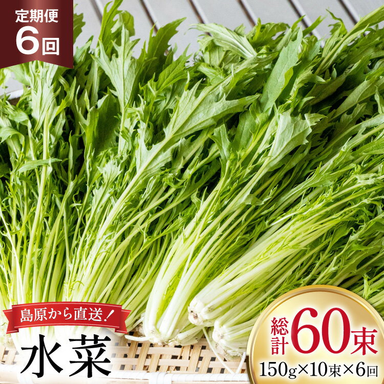 AI336 定期便 6回 水菜 10束 [ 野菜 みずな サラダ やさい 冷蔵 葉物野菜 田中農園 長崎県 島原市 ]