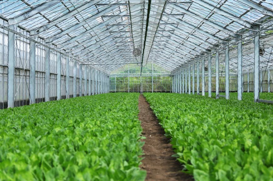 【ふるさと納税】 AI339 定期便 6回 水菜 30束 [ 野菜 みずな サラダ やさい 冷蔵 葉物野菜 田中農園 長崎県 島原市 ] サムネイル3