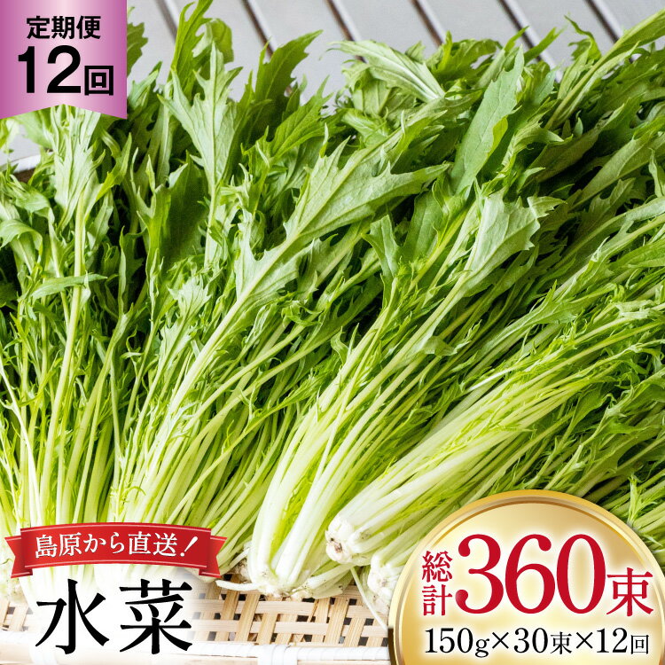 AI340 定期便 12回 水菜 30束 [ 野菜 みずな サラダ やさい 冷蔵 葉物野菜 田中農園 長崎県 島原市 ]