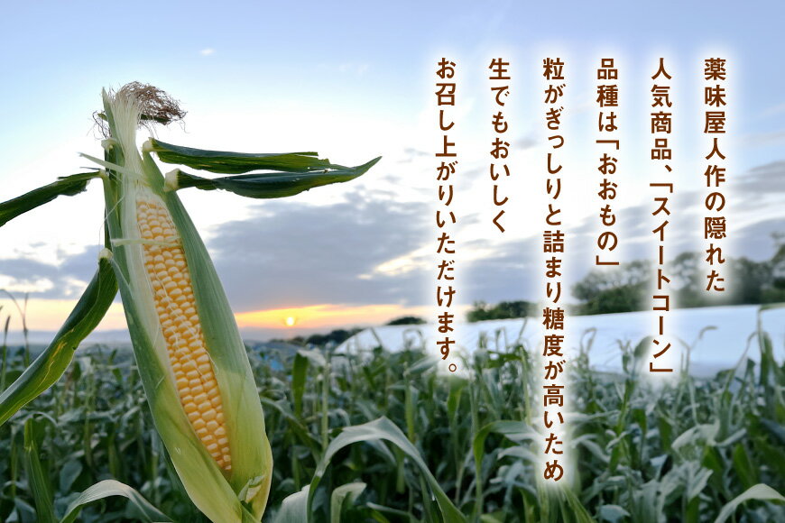 【ふるさと納税】 AI378 スイートコーン 10〜12本 L〜2Lサイズ おおもの [ とうもろこし コーン 野菜 やさい あまい 甘い おおもの 春 人作 長崎県 島原市 ] - 画像2