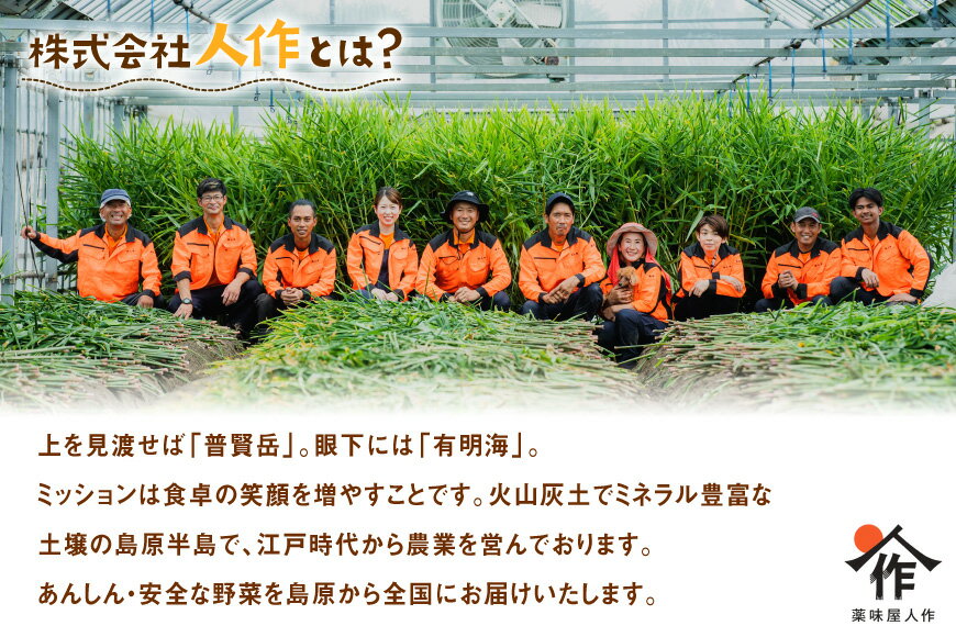 【ふるさと納税】 AI378 スイートコーン 10〜12本 L〜2Lサイズ おおもの [ とうもろこし コーン 野菜 やさい あまい 甘い おおもの 春 人作 長崎県 島原市 ] - 画像3