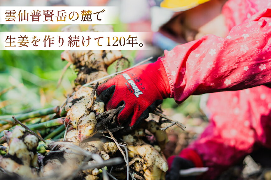 【ふるさと納税】 BI381 島原百年生姜 新生姜 3kg [ 生姜 しょうが ショウガ 野菜 やさい ジンジャー 薬味 国産 人作 長崎県 島原市 ] - 画像2