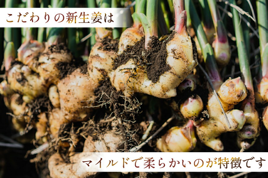 【ふるさと納税】 BI381 島原百年生姜 新生姜 3kg [ 生姜 しょうが ショウガ 野菜 やさい ジンジャー 薬味 国産 人作 長崎県 島原市 ] - 画像3