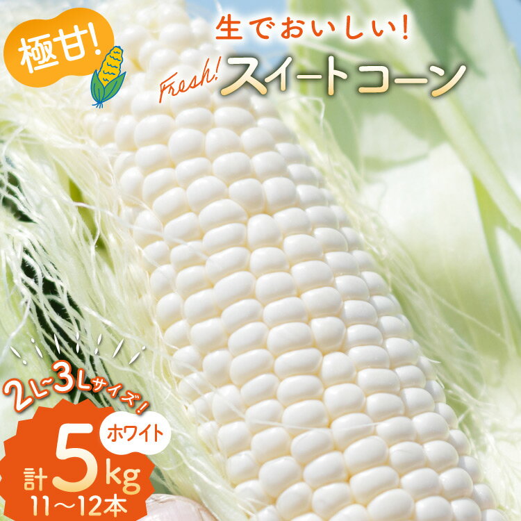 AI206【令和8年度出荷分】とうもろこし スイートコーン ホワイト 2L~3Lサイズ 11本~12本 計5kg [ トウモロコシ コーン ホワイトコーン 野菜 5キロ 春 さかいさんち SAKAI FARM 長崎県 島原市 ]