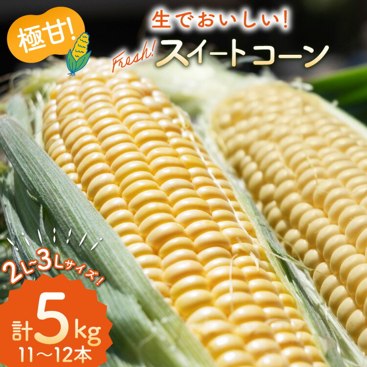 AI207【令和8年度出荷分】とうもろこし スイートコーン イエロー 2L~3Lサイズ 11本~12本 計5kg [ トウモロコシ コーン ゴールドラッシュ 野菜 5キロ 春 さかいさんち SAKAI FARM 長崎県 島原市 ]