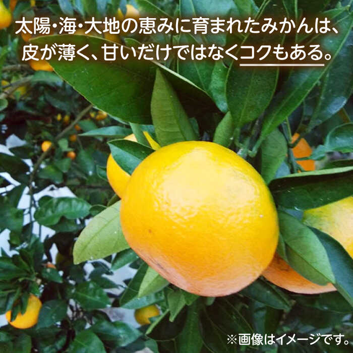 【ふるさと納税】 伊木力佐瀬みかん(早生)5kg(混合サイズ：S〜L)　/　みかん　佐瀬みかん　伊木力みかん　産地直送　産直　/　諫早市　/　山田果樹園[AHAJ003] サムネイル3