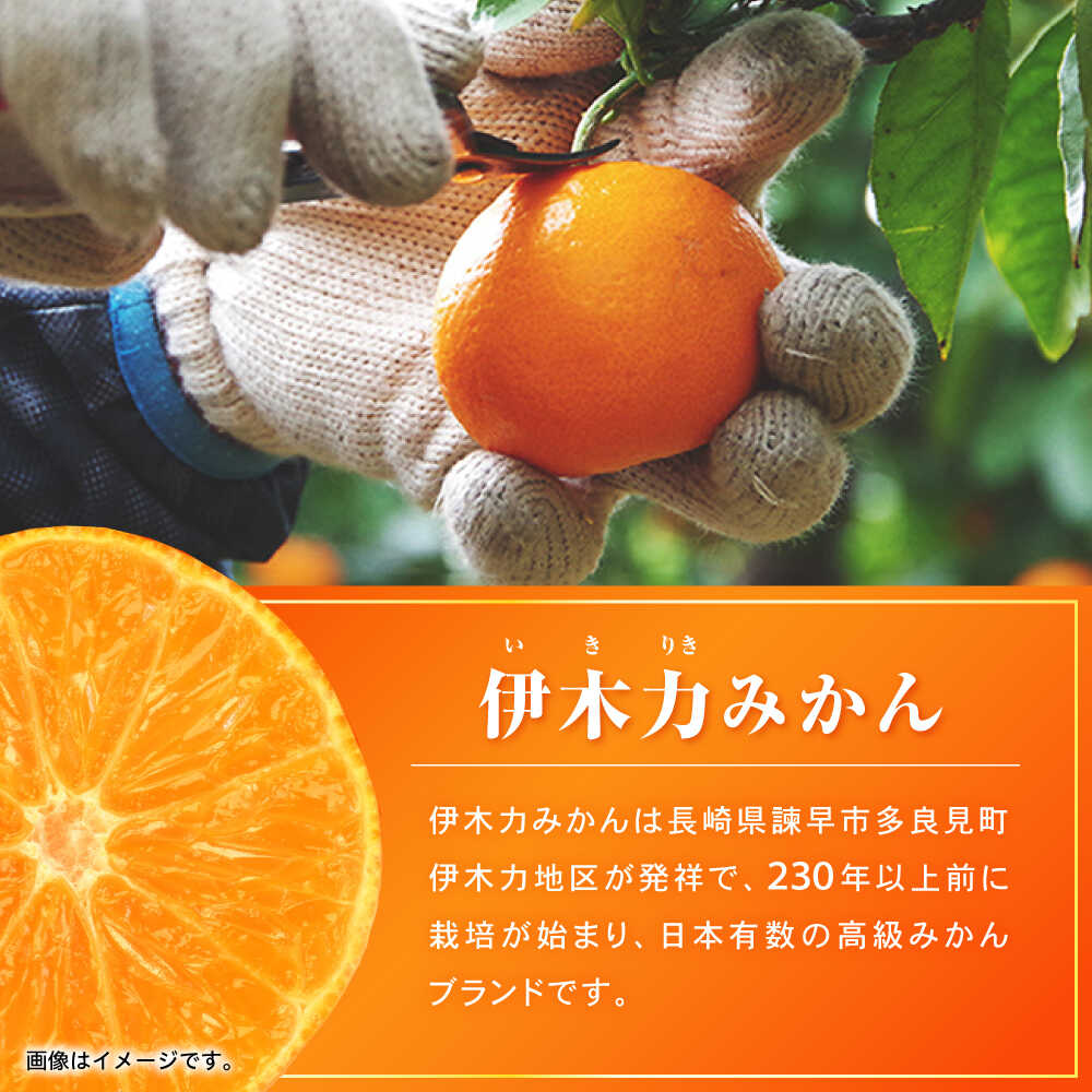 【ふるさと納税】※【2025年10月より順次発送／先行予約】伊木力みかん（家庭用） 5kg / みかん ミカン 蜜柑 mikan 柑橘 かんきつ フルーツ ふるーつ 果物 くだもの / 諫早市 / 山野果樹園 [AHCF002] サムネイル3