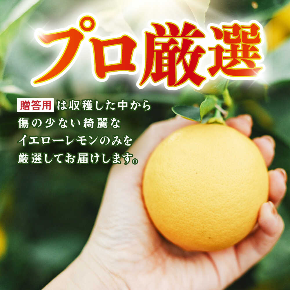 【ふるさと納税】※【2025年発送分】《レビューキャンペーン実施中》マイヤーレモン 5kg / レモン れもん 檸檬 柑橘 フルーツ ふるーつ 果物 くだもの / 諫早市 / 山野果樹園 [AHCF004] サムネイル2