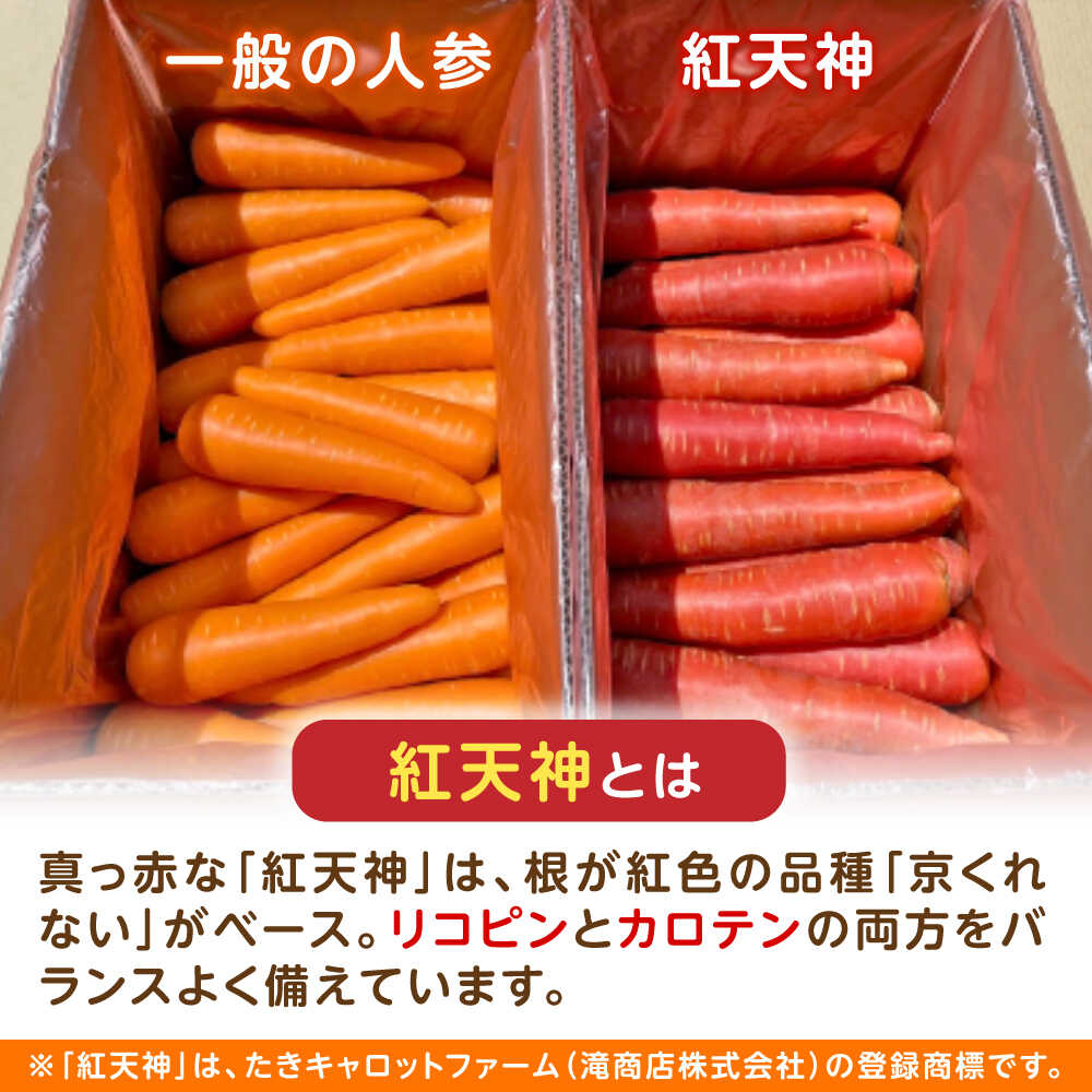 【ふるさと納税】【訳あり】【甘みと栄養たっぷり！】真っ赤な人参 「紅天神」 10kg / にんじん ニンジン 人参 やさい 野菜 訳あり 訳アリ わけあり ワケアリ / 諫早市 / 滝商店株式会社[AHCU006] - 画像3