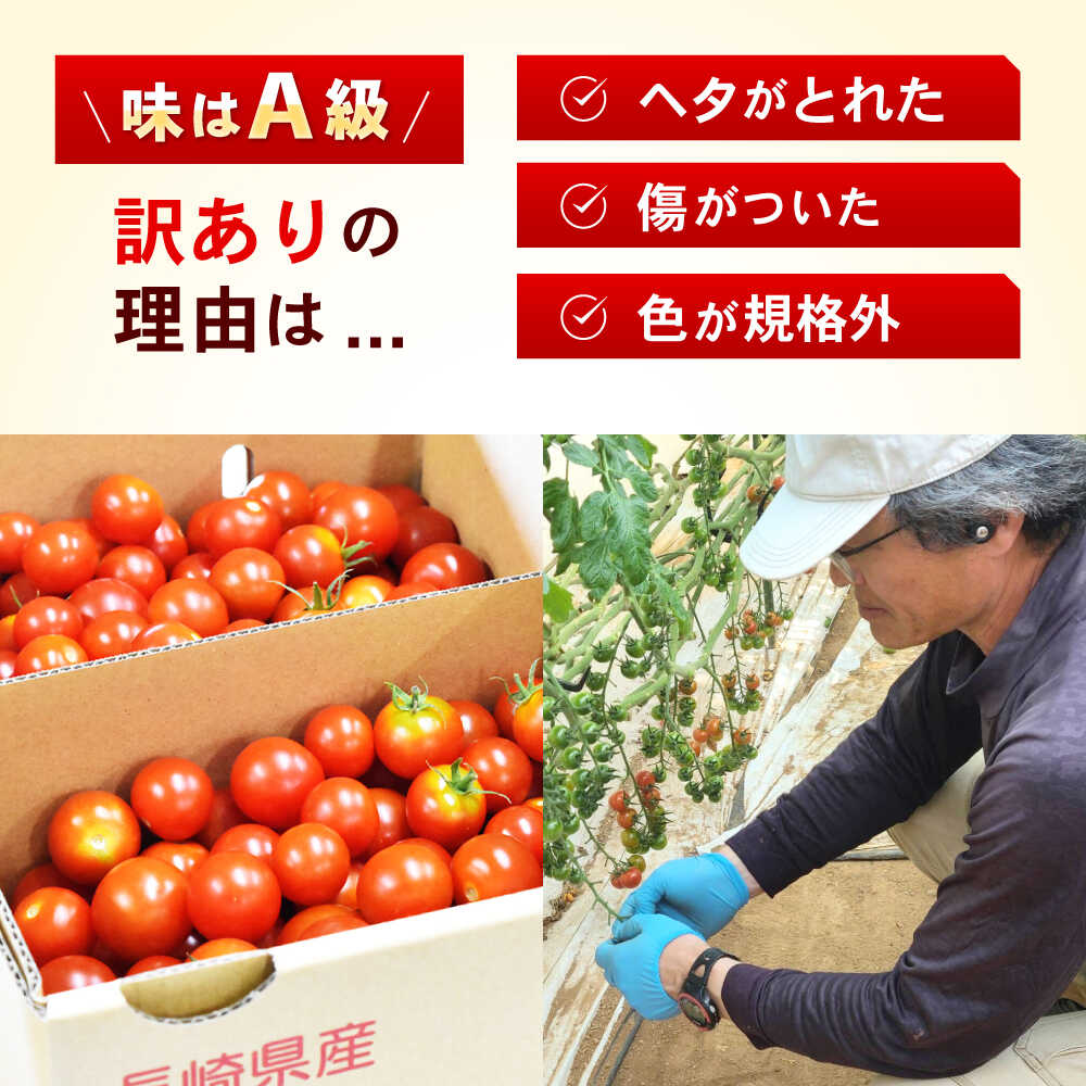 【ふるさと納税】【訳あり】ミニトマト 3kg / 訳あり 訳アリ ミニトマト プチトマト トマト とまと / 諫早市 / 原農園 [AHCZ001] - 画像2