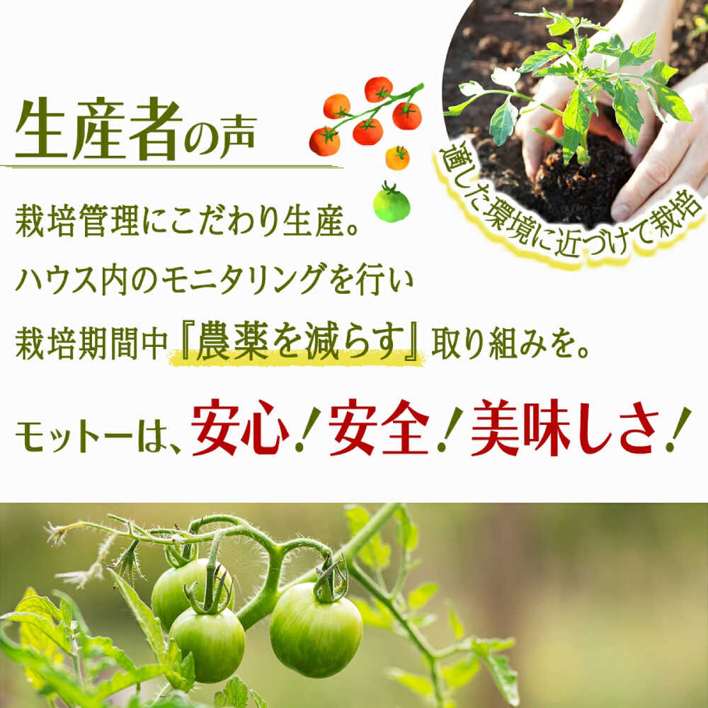 【ふるさと納税】【訳あり】ミニトマト 3kg / 訳あり 訳アリ ミニトマト プチトマト トマト とまと / 諫早市 / 原農園 [AHCZ001] - 画像3