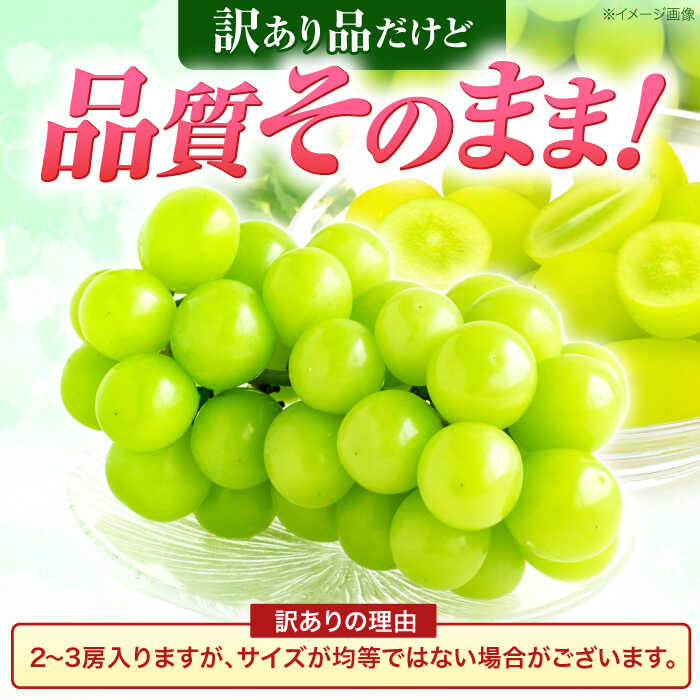 【ふるさと納税】※【2026年9月発送分／先行予約】【訳あり・ご家庭用】シャインマスカット 約1.3kg(2〜3房) / フルーツ 果物 ぶどう 葡萄 マスカット シャインマスカット 訳あり 訳アリ / 諫早市 / 肥前グローカル株式会社[AHDI007] サムネイル2