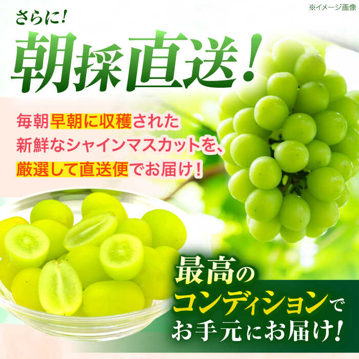 【ふるさと納税】※【2026年9月発送分／先行予約】【訳あり・ご家庭用】シャインマスカット 約1.3kg(2〜3房) / フルーツ 果物 ぶどう 葡萄 マスカット シャインマスカット 訳あり 訳アリ / 諫早市 / 肥前グローカル株式会社[AHDI007] サムネイル3