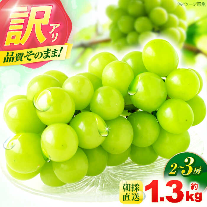 ※【2026年9月発送分／先行予約】【訳あり・ご家庭用】シャインマスカット 約1.3kg(2〜3房) / フルーツ 果物 ぶどう 葡萄 マスカット シャインマスカット 訳あり 訳アリ / 諫早市 / 肥前グローカル株式会社[AHDI007]