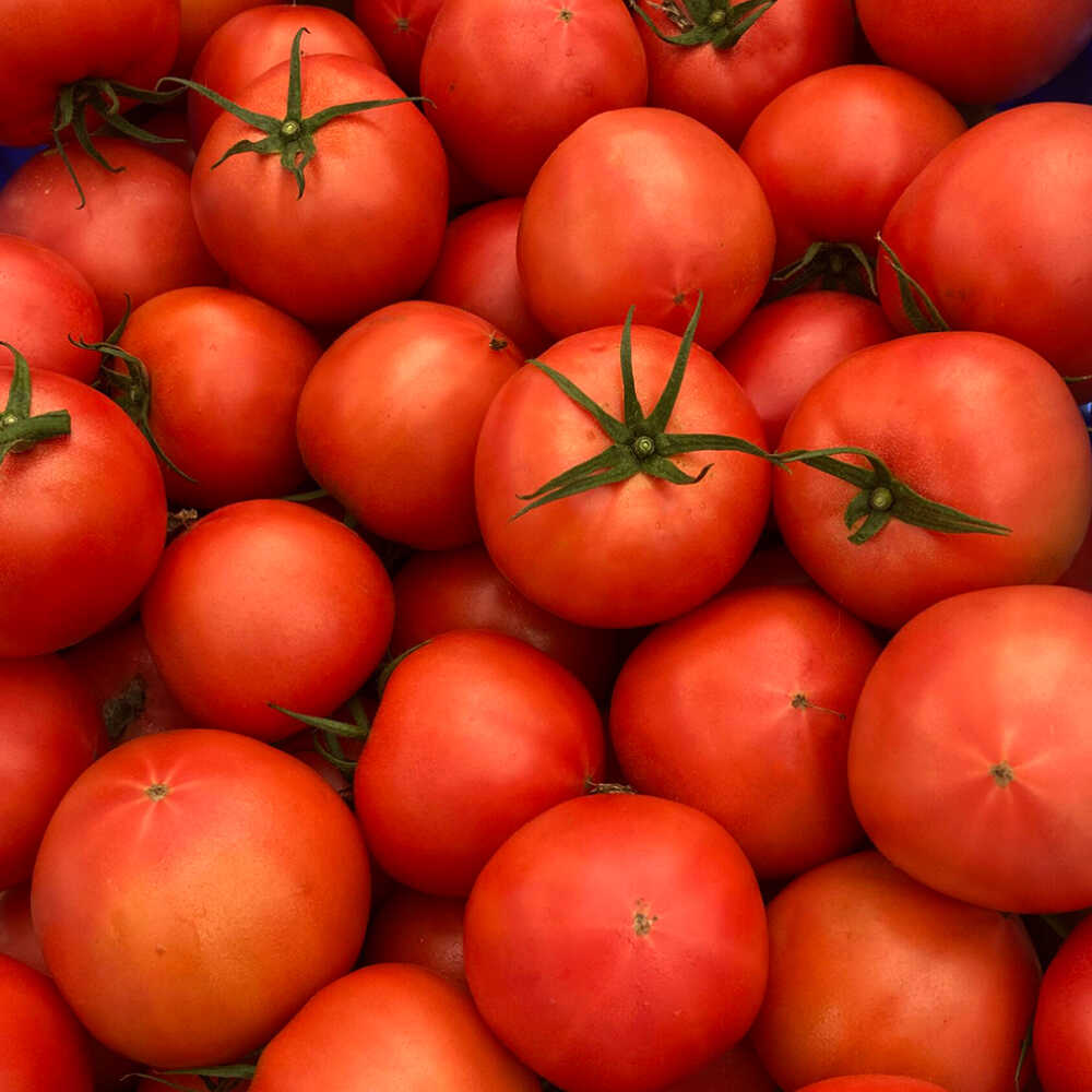 【ふるさと納税】完熟大玉トマト 3.6kg(1.8kg×2) / トマト とまと tomato トマトジュース 野菜 やさい サラダ 完熟 甘い / 諫早市 / 菜食美農園[AHFK001] - 画像3