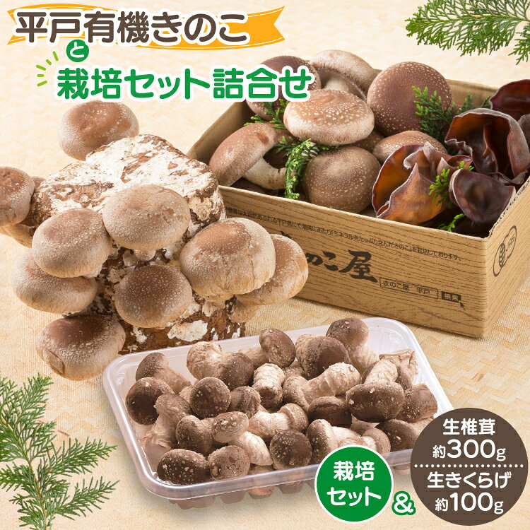 きのこ しいたけ きくらげ 椎茸菌床 生椎茸 生きくらげ セット [きのこ屋 長崎県 平戸市 hr42bgy410092] 有機 有機JAS 有機栽培 有機きのこ 有機しいたけ 栽培キット 栽培セット ギフト セット