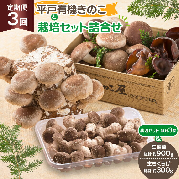 きのこ しいたけ きくらげ 椎茸菌床 生椎茸 生きくらげ セット 3回 定期便 [きのこ屋 長崎県 平戸市 hr42bgy410154] 有機 有機JAS 有機栽培 有機きのこ 有機しいたけ 栽培キット 栽培セット ギフト セット