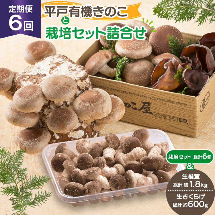 きのこ しいたけ きくらげ 椎茸菌床 生椎茸 生きくらげ セット 6回 定期便 [きのこ屋 長崎県 平戸市 hr42bgy410155] 有機 有機JAS 有機栽培 有機きのこ 有機しいたけ 栽培キット 栽培セット ギフト セット