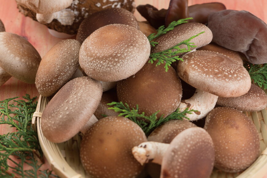 【ふるさと納税】きのこ しいたけ きくらげ 生椎茸 生きくらげ 箱入りセット 12回 定期便 [きのこ屋 長崎県 平戸市 hr42bgy410166] 有機 有機JAS 有機栽培 有機きのこ 有機しいたけ 箱入り ギフト セット - 画像3