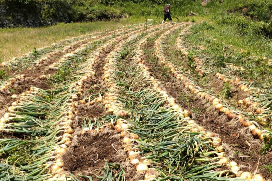 【ふるさと納税】 野菜 玉ねぎ うまか 吊り 玉葱 約8kg 【期間限定発送】 [しげさん農園 長崎県 平戸市 hr42bgy420281] やさい タマネギ たまねぎ オニオン Lサイズ 2Lサイズ 赤土 甘い 新鮮 直送 料理 カレー - 画像3