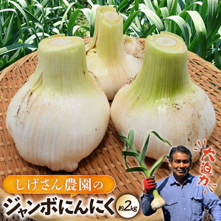 野菜 にんにく ジャンボにんにく 約2kg 【期間限定発送】 [しげさん農園 長崎県 平戸市 hr42bgy420076] ガーリック ニンニク ホクホク 大きい ビッグ ジャンボ 料理 揚げ物 グリル 味付け 香り