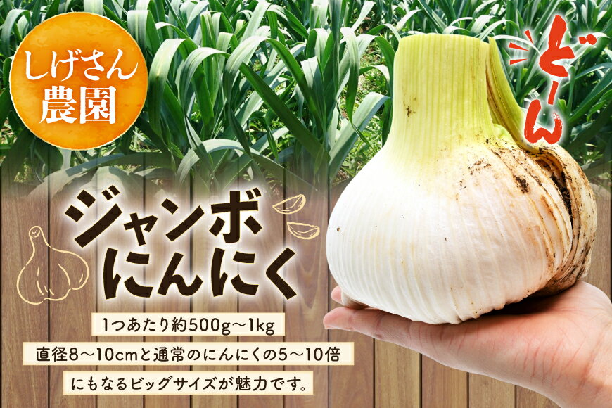 【ふるさと納税】 野菜 にんにく ジャンボにんにく 約2kg 【期間限定発送】 [しげさん農園 長崎県 平戸市 hr42bgy420076] ガーリック ニンニク ホクホク 大きい ビッグ ジャンボ 料理 揚げ物 グリル 味付け 香り - 画像2