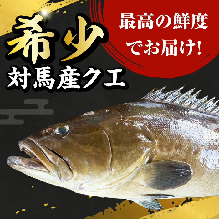 【ふるさと納税】【2025年10月中旬より順次発送】対馬産 幻の高級魚 クエ 1.2kg《対馬市》【保家商事】 [WAA014] 刺身 鍋 クエ鍋 海鮮 鮮魚 しゃぶしゃぶ くえ鍋 アラ クエ 希少 鮮魚 サムネイル2