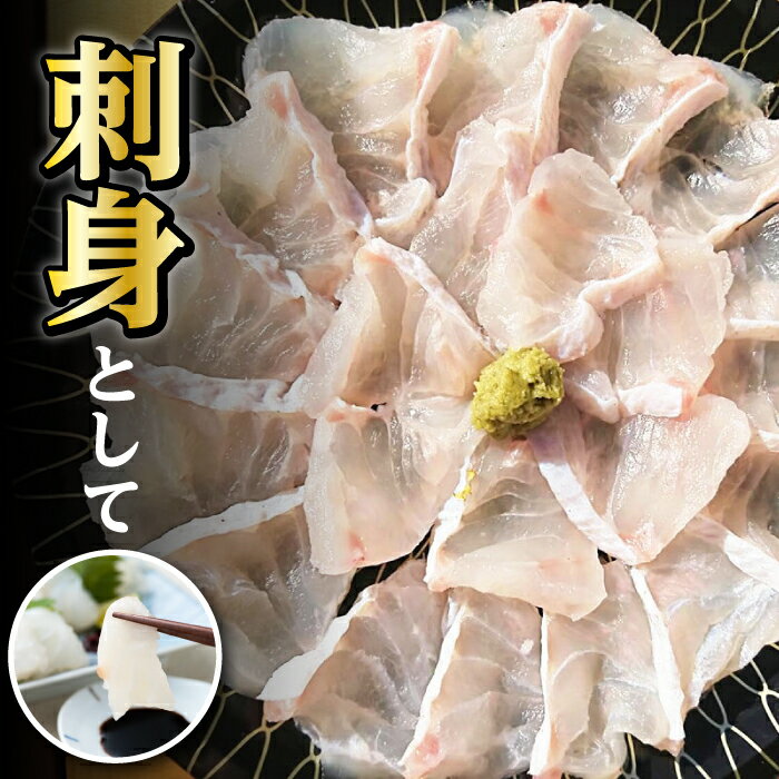 【ふるさと納税】【2025年10月中旬より順次発送】対馬産 幻の高級魚 クエ 1.2kg《対馬市》【保家商事】 [WAA014] 刺身 鍋 クエ鍋 海鮮 鮮魚 しゃぶしゃぶ くえ鍋 アラ クエ 希少 鮮魚 サムネイル3