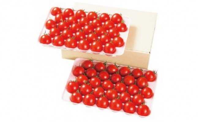 【ふるさと納税】贈答用 トマト ママなかせ 2kg 計60粒《壱岐市》【壱岐の潮風】[JAE004] ミディトマト フルティカ 野菜 ギフト ギフトボックス プレゼント 贈り物 化粧箱 21000 21000円 - 画像3