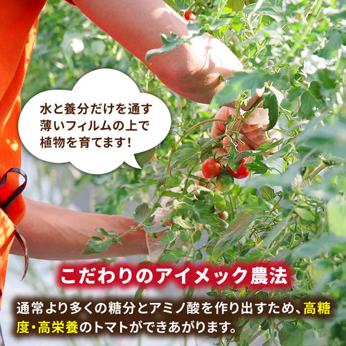 【ふるさと納税】あま壱岐 ミディトマト 約48粒 《壱岐市》【壱岐の潮風】 [JAE009] トマト ミディトマト 野菜 ギフト プレゼント 贈り物 15000 15000円 - 画像3