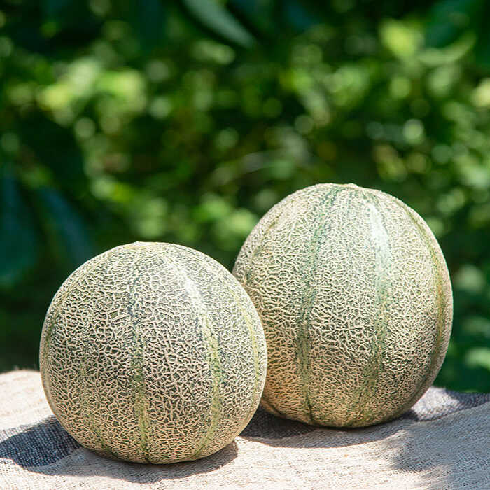 【ふるさと納税】【先行予約】アムスメロン「翠」 3〜6玉（大箱）【2026年6月中旬以降順次発送】《壱岐市》【フレッシュメイト壱岐】[JAZ005] メロン めろん アムスメロン 果物 くだもの 果実 フルーツ デザート ギフト 贈答 プレゼント 20000 20000円 サムネイル2