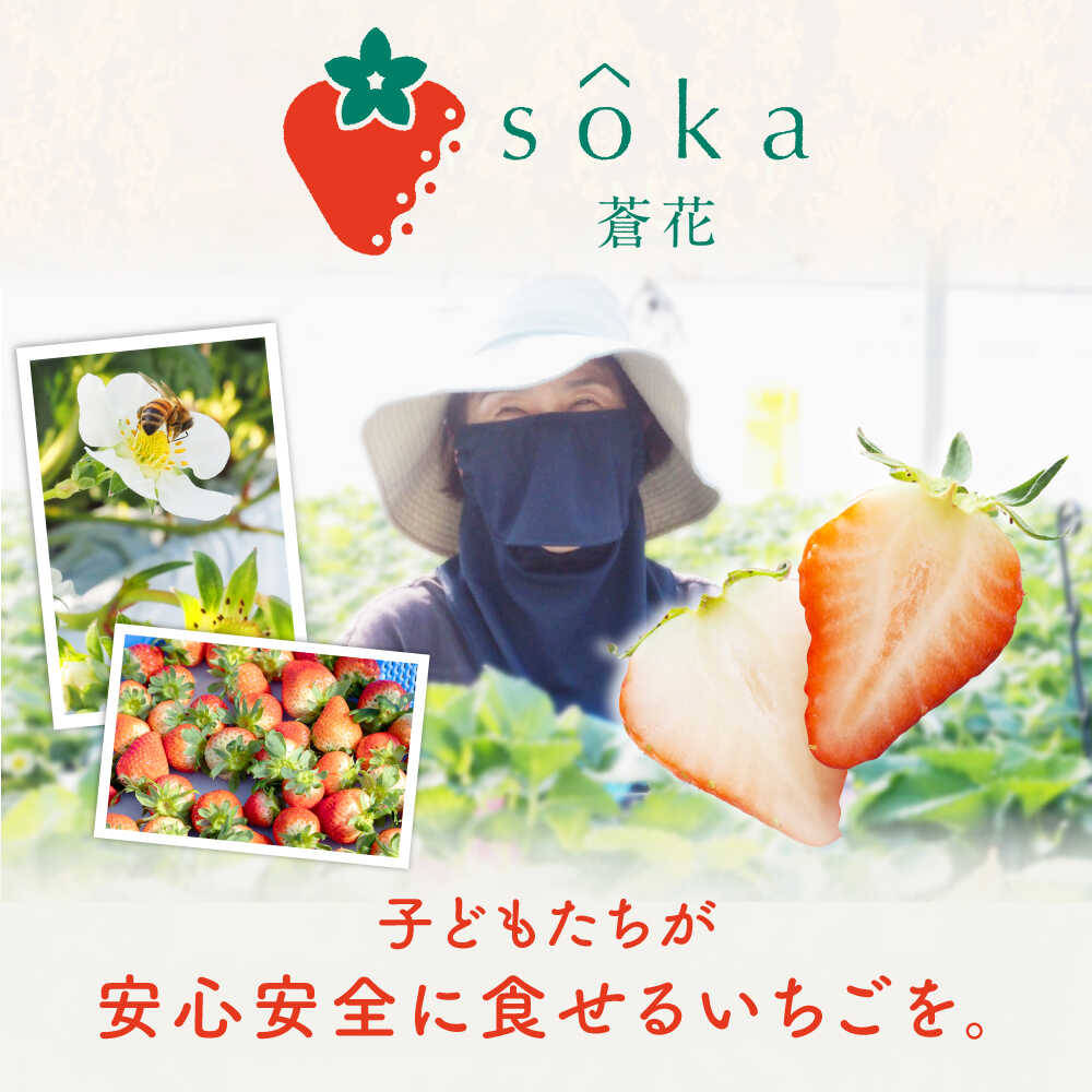 【ふるさと納税】ゆめ恋セット（ゆめのか・恋みのり）計1kg《壱岐市》【蒼花】[JEO001] いちご イチゴ 苺 フルーツ 果物 スムージー ジャム ゆめのか 恋みのり セット 食べ比べ 小分け 冷蔵 あまおう 15000 15000円 冷蔵配送 - 画像3