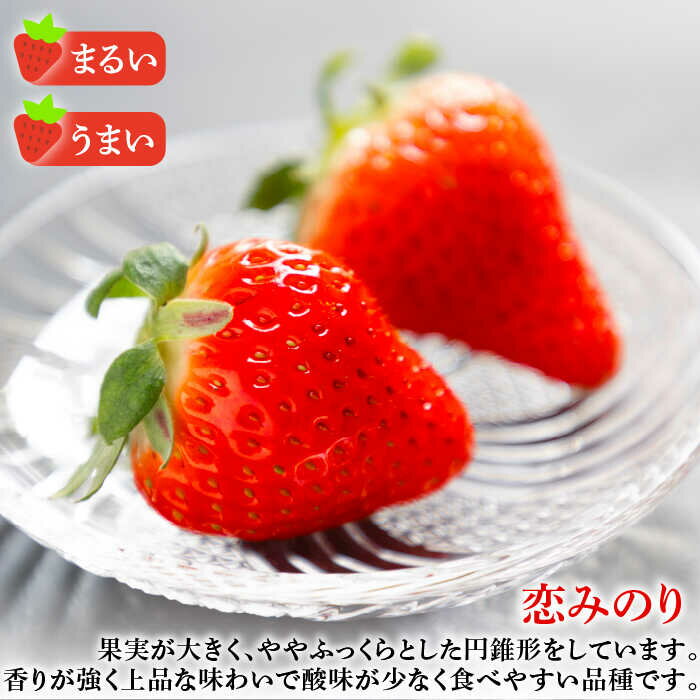 【ふるさと納税】【先行予約】お徳用 バラ詰め イチゴ 1kg （ゆめのか・恋みのり）【2026年2月以降順次発送】《壱岐市》【蒼花】[JEO002] いちご イチゴ 苺 フルーツ 果物 スムージー ジャム ゆめのか 恋みのり セット 食べ比べ 冷蔵 訳あり 10000 10000円 冷蔵配送 サムネイル3