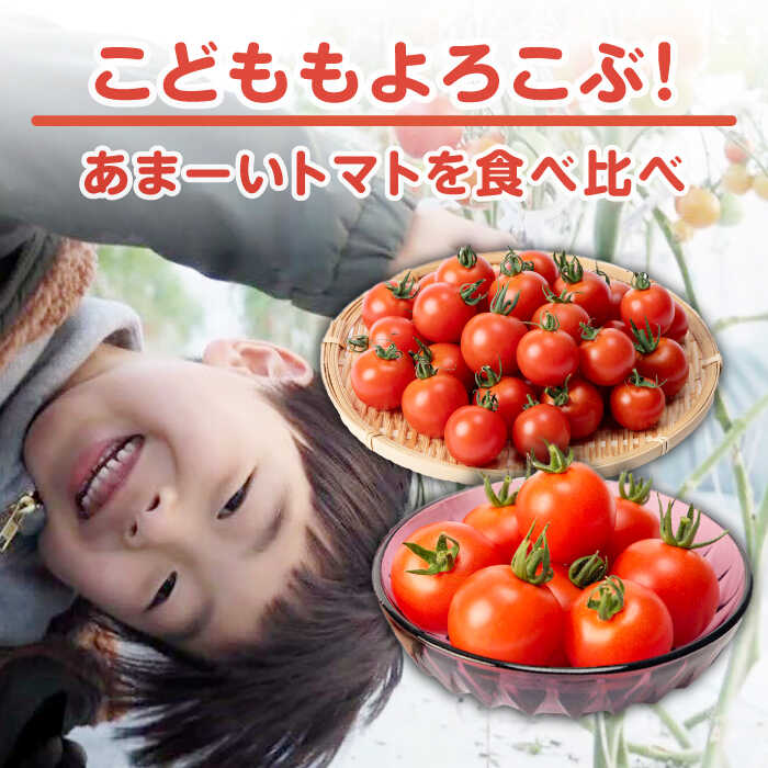 【ふるさと納税】ミディアムトマト 2種 （フルティカ・シンディースイート） 計3kg《壱岐市》【ISLAND FARM】[JFL002] トマト 生鮮 野菜 食べ比べ 22000 22000円 冷蔵配送 - 画像2