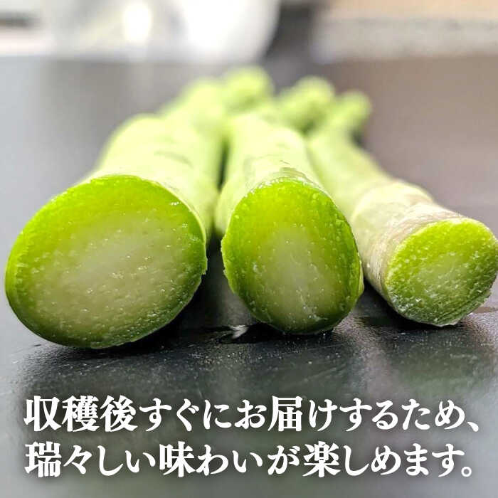 【ふるさと納税】【アスパラガス専門農家が作る！】壱岐産アスパラガス1kg(MSサイズ)　≪壱岐市≫【きたじま農園】国産 冷蔵配送 産地直送 朝採れ 新鮮[JGI004] 10000 10000円 1万円 - 画像3