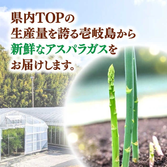 【ふるさと納税】【先行予約】【アスパラガス専門農家が作る！】壱岐産 訳アリ アスパラガス1.5kg【2026年3月以降順次発送】≪壱岐市≫【きたじま農園】国産 冷蔵配送 産地直送 朝採れ 新鮮[JGI005] サムネイル2
