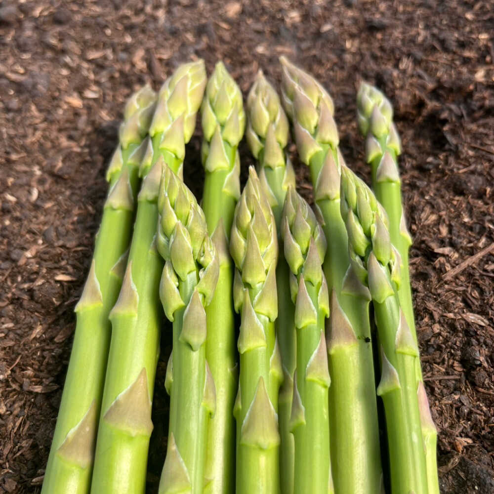 【ふるさと納税】壱岐産 訳アリ アスパラガス1kg　≪壱岐市≫【アスパラガス専門やまかわ屋】国産 冷蔵配送 産地直送 新鮮[JGZ001] 8000 8000円 8千円 - 画像3