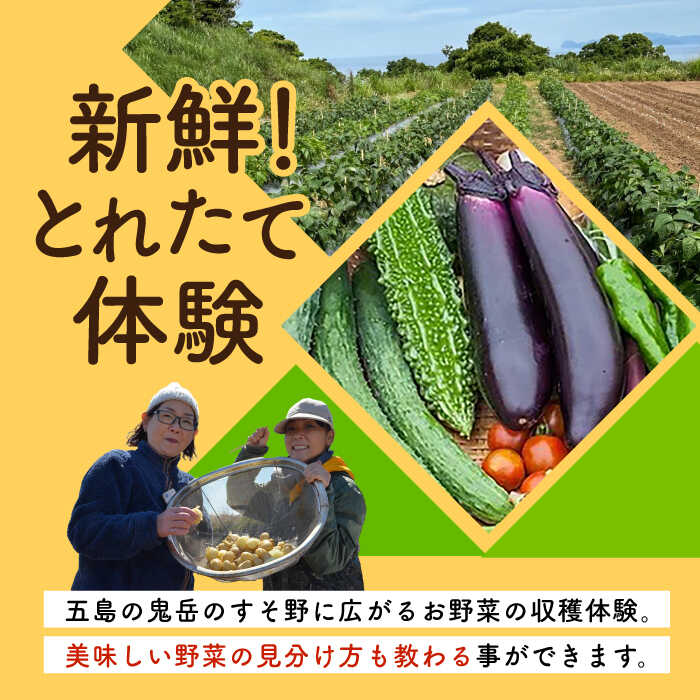 【ふるさと納税】旬野菜の収穫体験 お土産の特典付 大人1人分 五島市/株式会社五島のやぁしゃ便[PBG006] 体験 野菜 収穫 やさい 五島 農業 - 画像2