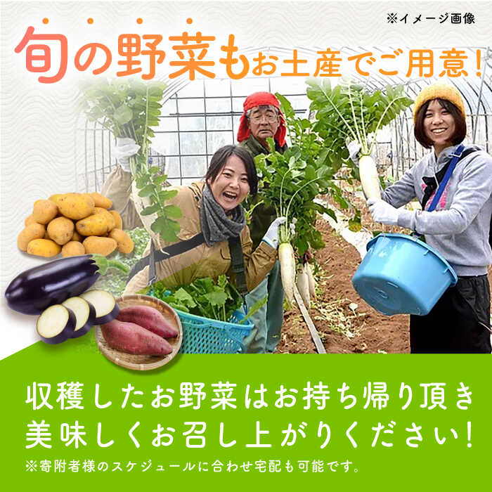 【ふるさと納税】旬野菜の収穫体験 お土産の特典付 大人1人分 五島市/株式会社五島のやぁしゃ便[PBG006] 体験 野菜 収穫 やさい 五島 農業 - 画像3