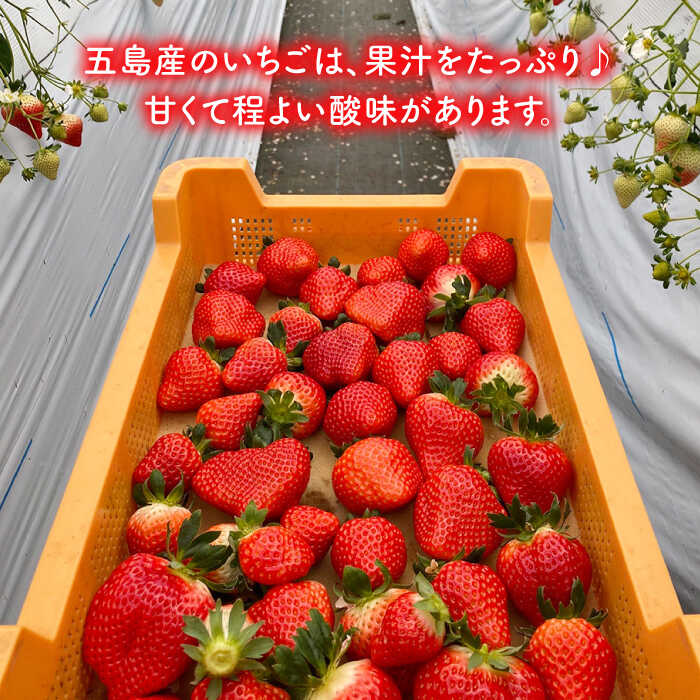 【ふるさと納税】【五島特選！農家直送】ピチピチいちご 恋みのり 計540g （270g×2パック） 五島市/野原農園 [PCM004] - 画像2
