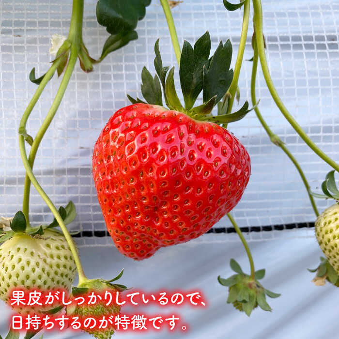 【ふるさと納税】【五島特選！農家直送】ピチピチいちご 恋みのり 計540g （270g×2パック） 五島市/野原農園 [PCM004] - 画像3