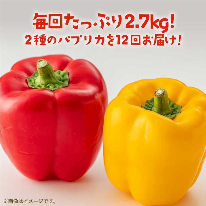 【ふるさと納税】【全12回定期便】 五島のパプリカ 約2.7kg 五島市/HPIファーム [PCP006] 野菜 やさい 国産 新鮮 緑黄色野菜 産地直送 とれたて - 画像2