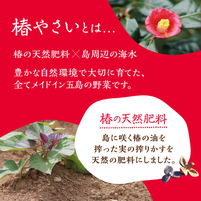 【ふるさと納税】何が届くかはお楽しみ 椿やさいの野菜セット(8-10品)詰合せ 五島市/いきいきファーム [PCY001] 詰合せ 詰め合わせ 野菜 お野菜 おまかせ おたのしみ BOX ボックス お取り寄せ - 画像2