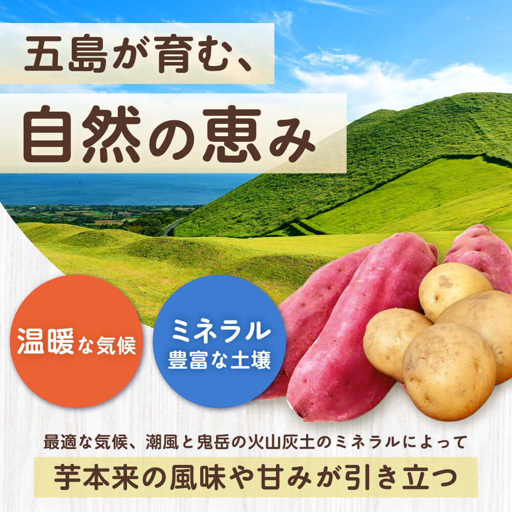 【ふるさと納税】【12回定期便】お届け内容が毎月変わる！五島の芋まんきつ定期便 五島市ふるさと納税/五島市[PZX052] - 画像3