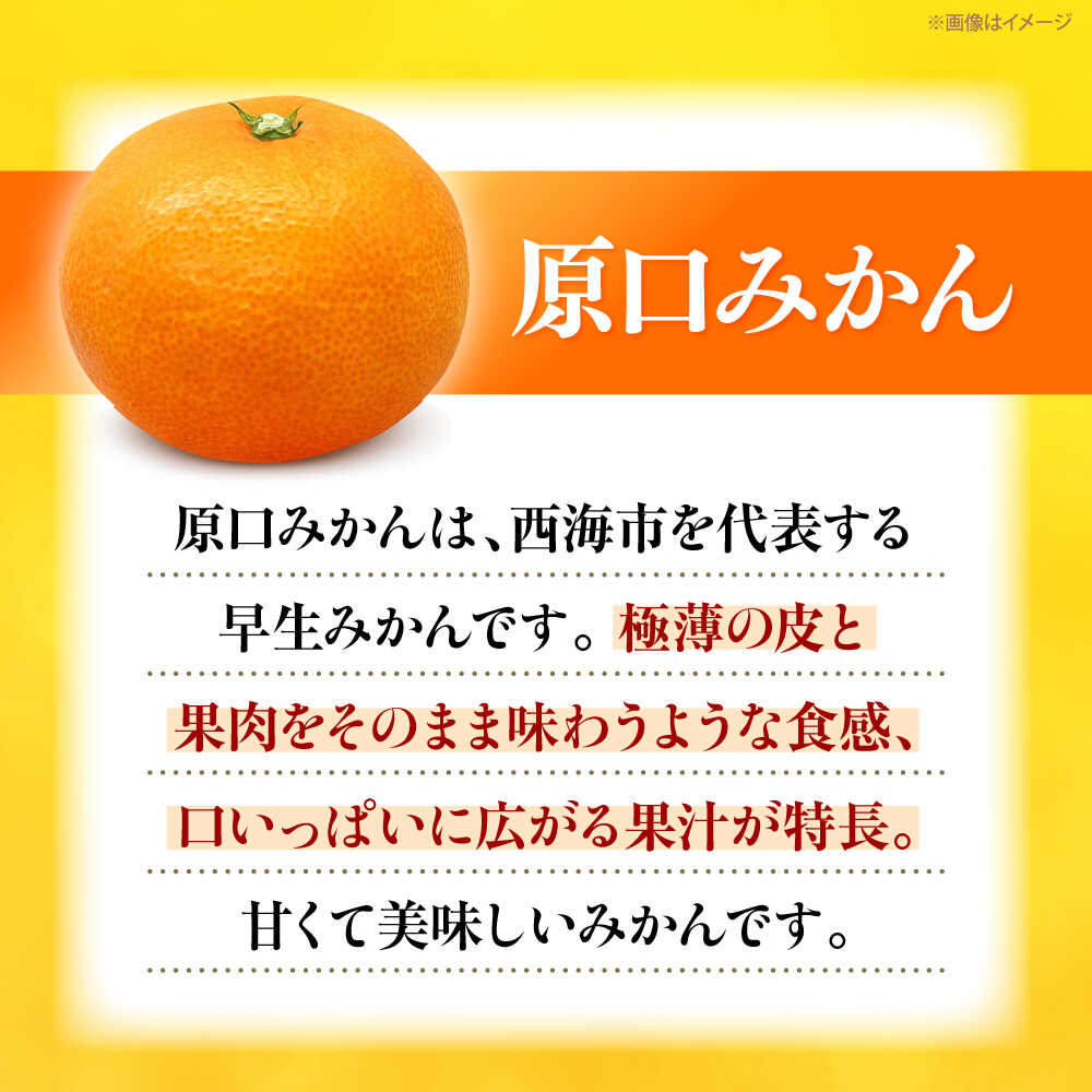 【ふるさと納税】【11月中旬より発送予定】みかんドーム特選 原口みかん 約5kg ＜道の駅さいかい みかんドーム＞[CAI039] 長崎 西海 みかん 蜜柑 ミカン 柑橘 温州みかん 果物 フルーツ 贈答 ギフト サムネイル2
