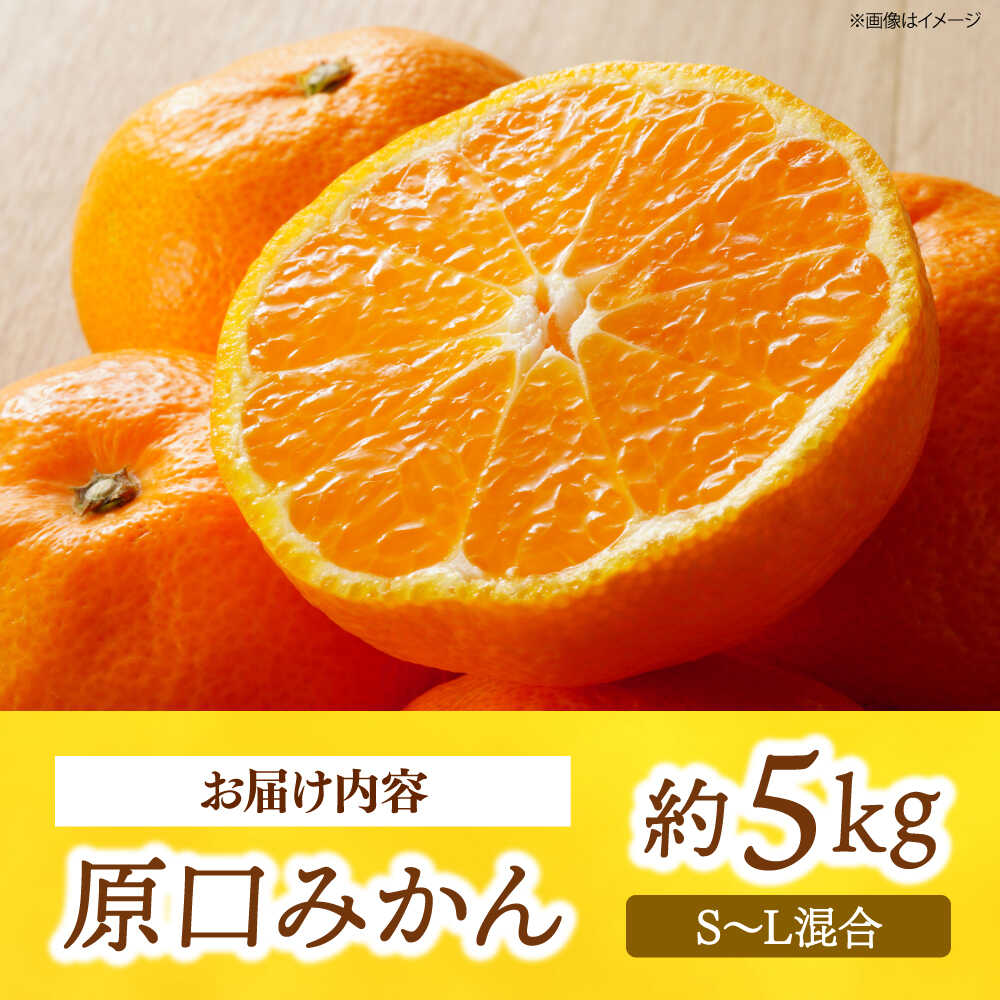 【ふるさと納税】【11月中旬より発送予定】みかんドーム特選 原口みかん 約5kg ＜道の駅さいかい みかんドーム＞[CAI039] 長崎 西海 みかん 蜜柑 ミカン 柑橘 温州みかん 果物 フルーツ 贈答 ギフト サムネイル3
