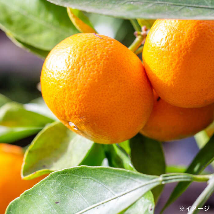【ふるさと納税】【年内配送/11月上旬より配送】【 訳あり 】西海1号 温州みかん 優品＜西海柑橘農業協同組合＞ [CCF002] みかん 柑橘 果物 訳あり 早生 甘い スイーツ ビタミン補給 ブランド みかん 年内配送 年内 規格外 不揃い サムネイル3