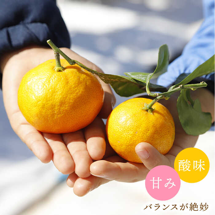 【ふるさと納税】【年内配送/11月下旬より配送】 原口みかん 約4kg or 約8kg（傷み保証分含む）＜川添みかん園＞ [CCT002] 西海 みかん 温州みかんミカン 蜜柑 果物 柑橘 デザート 剥きやすい 甘味 果汁 おやつ お土産 プレゼント 贈答 ギフト 甘い サムネイル3