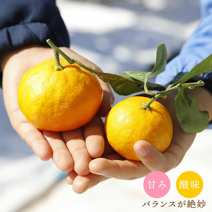 【ふるさと納税】【11月下旬より配送☆特秀品】 原口みかん 約8kg（傷み保証分300g含む）＜川添みかん園＞ [CCT004] 西海みかん 温州みかんミカン 蜜柑 果物 柑橘 デザート 剥きやすい 甘味 果汁 おやつ お土産 プレゼント 贈答 ギフト 甘い 西海 サムネイル3