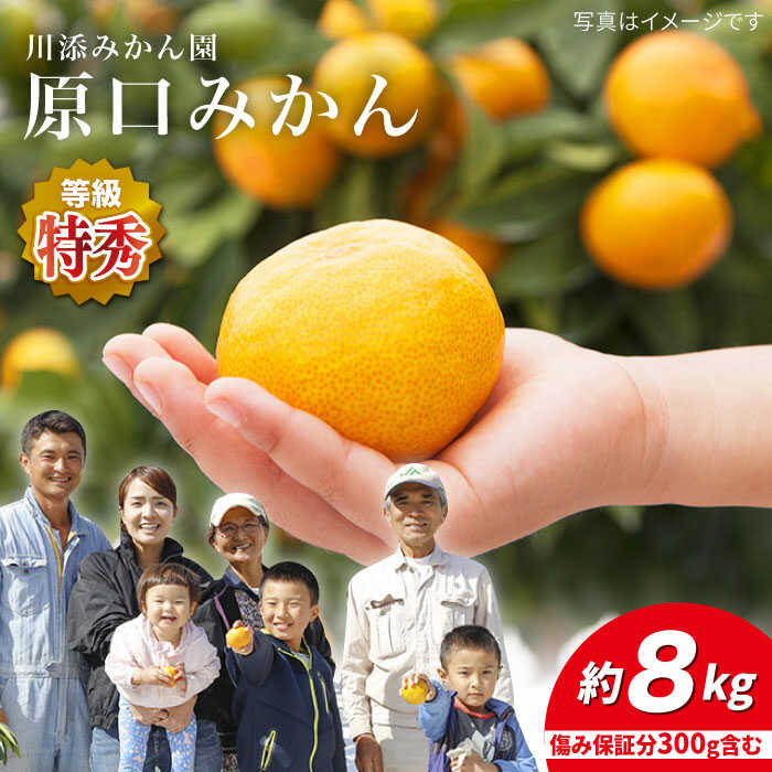 【11月下旬より配送☆特秀品】 原口みかん 約8kg（傷み保証分300g含む）＜川添みかん園＞ [CCT004] 西海みかん 温州みかんミカン 蜜柑 果物 柑橘 デザート 剥きやすい 甘味 果汁 おやつ お土産 プレゼント 贈答 ギフト 甘い 西海